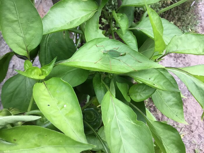 This Green Guy On My Pepper Plant