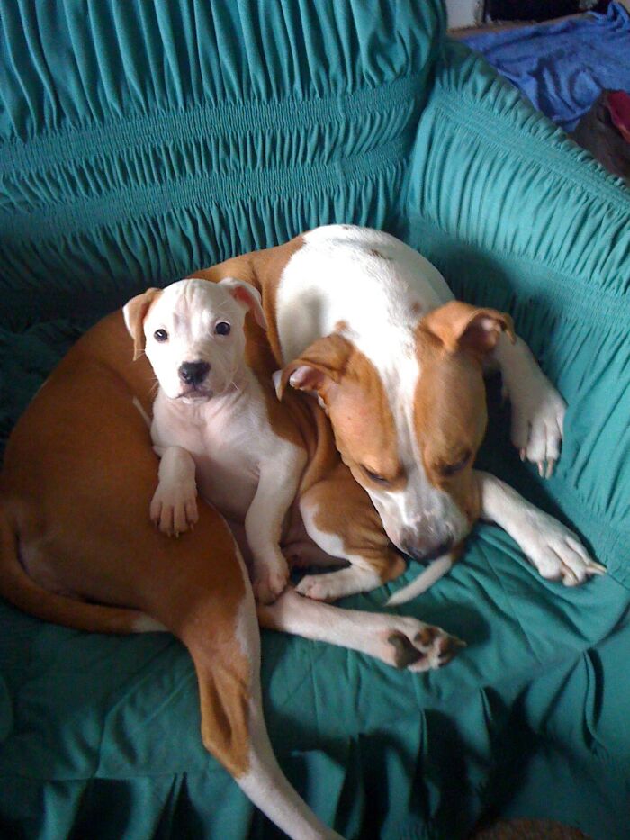 The 5 Most Crucial Life Lessons My Pitbull Dog Dina Taught Me (32 Pics) The 5 Most Crucial Life Lessons My Pitbull Dog Dina Taught Me (32 Pics)