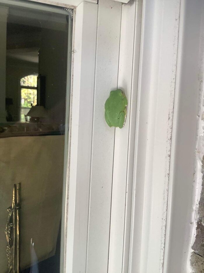 This Wee Tree Frog Has Started Hanging About On Our Second Floor Porch. He’s About An Inch Long