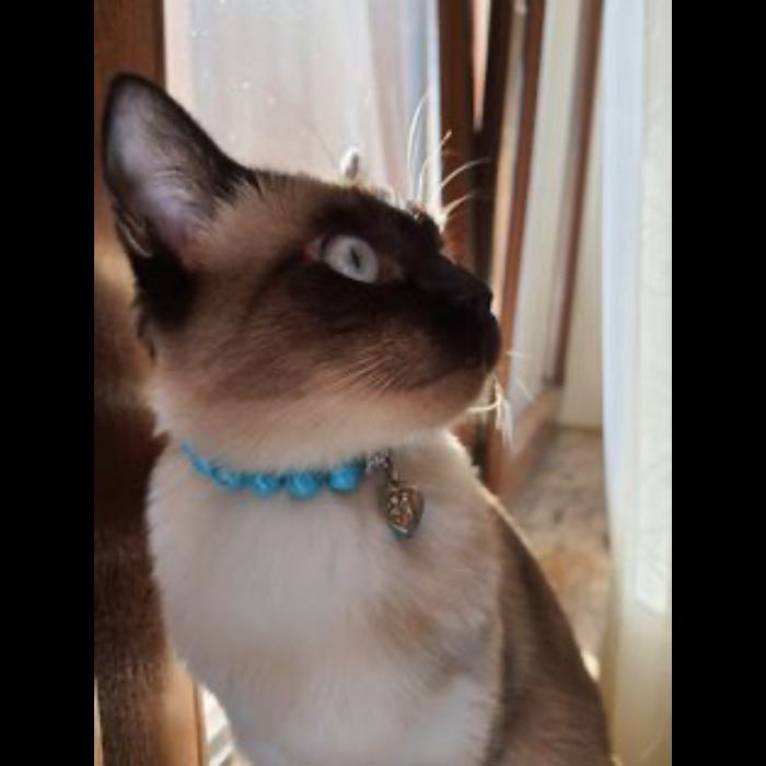 If Your Feeling Down, Here&rsquo;s 14 Pictures Of My Cat.