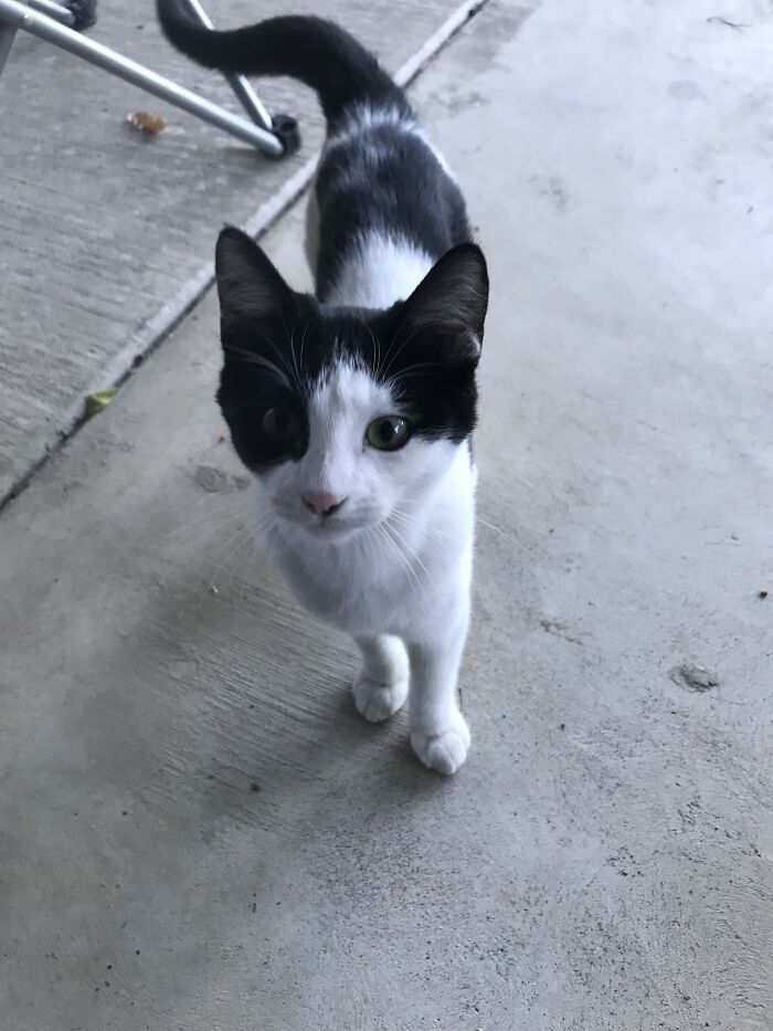 One Of Five Cats, Cookie