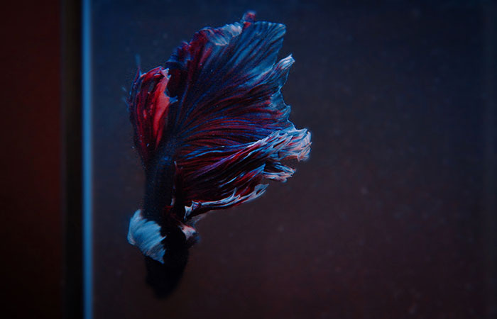 “How About I Take It Home To Live With Me?”: Airline Employee Looks After Passenger’s Pet Fish For 4 Months “How About I Take It Home To Live With Me?”: Airline Employee Looks After Passenger’s Pet Fish For 4 Months