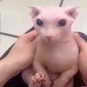 sienna-leskinen avatar