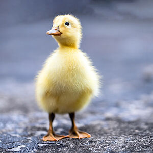 nicklemasters avatar