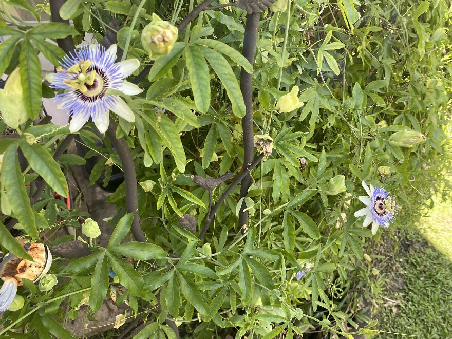 And Next Spring The Passion Flower Vine Will Spring Anew For The Next Generation