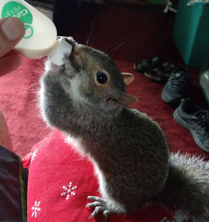 Man shelters a squirrel in the hope that it will be released, the animal decides to stay with him