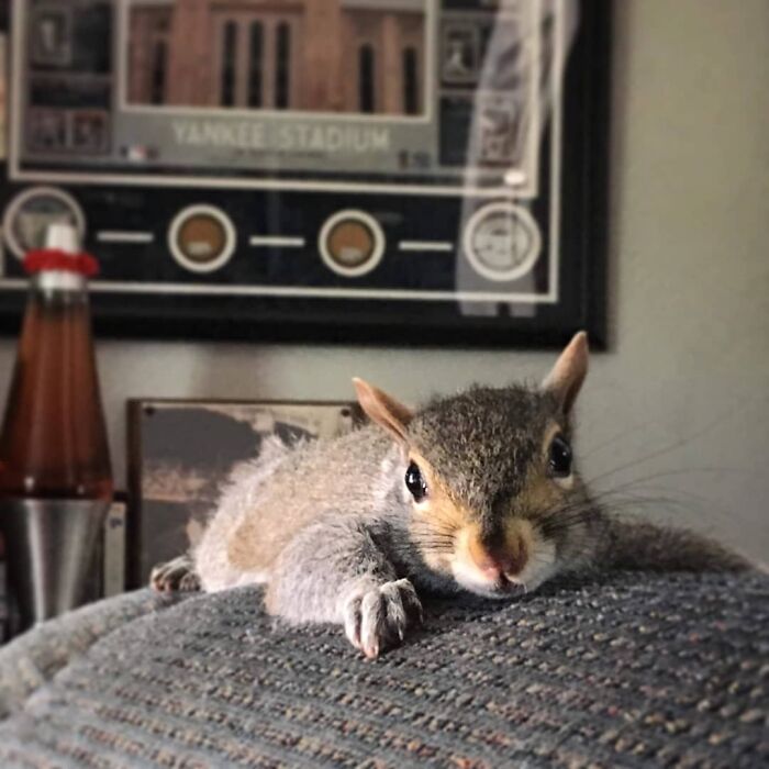 Baby Squirrel Chose This Man Instead Of Wilderness After Being Rejected By Her Mother, And The Internet Is Here For It Baby Squirrel Chose This Man Instead Of Wilderness After Being Rejected By Her Mother, And The Internet Is Here For It