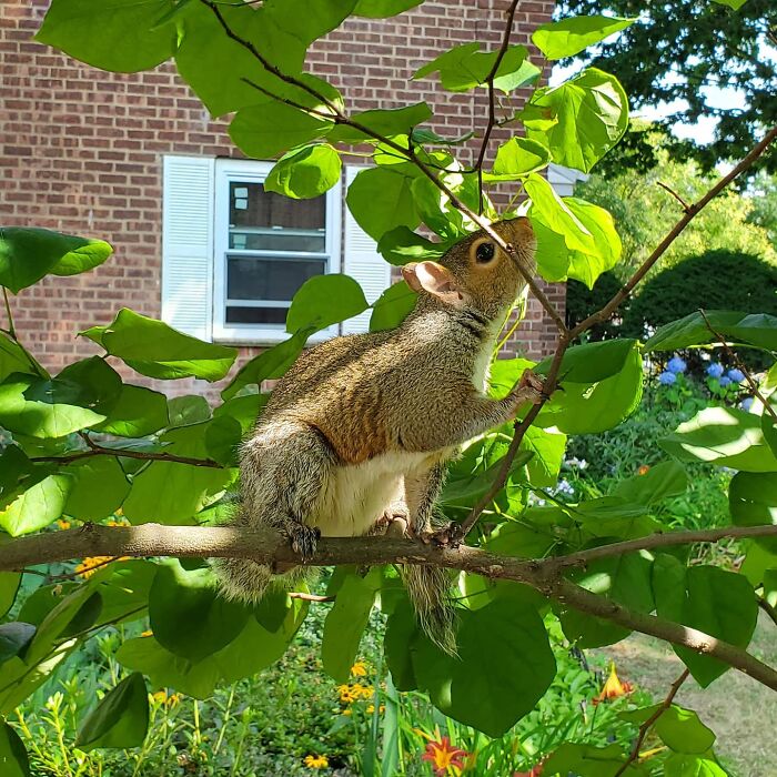 Baby Squirrel Chose This Man Instead Of Wilderness After Being Rejected By Her Mother, And The Internet Is Here For It Baby Squirrel Chose This Man Instead Of Wilderness After Being Rejected By Her Mother, And The Internet Is Here For It