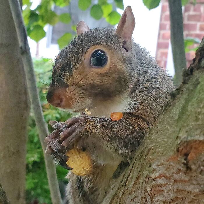Man shelters a squirrel in the hope that it will be released, the animal decides to stay with him