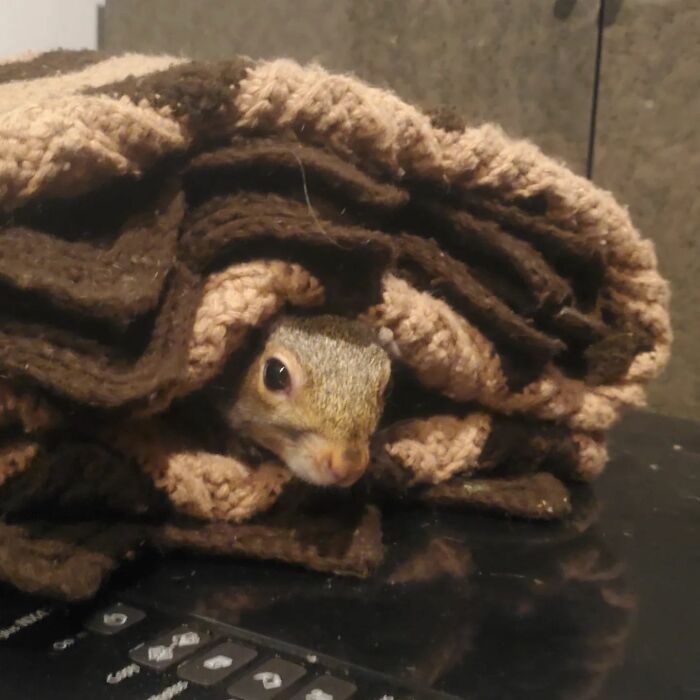Baby Squirrel Chose This Man Instead Of Wilderness After Being Rejected By Her Mother, And The Internet Is Here For It Baby Squirrel Chose This Man Instead Of Wilderness After Being Rejected By Her Mother, And The Internet Is Here For It