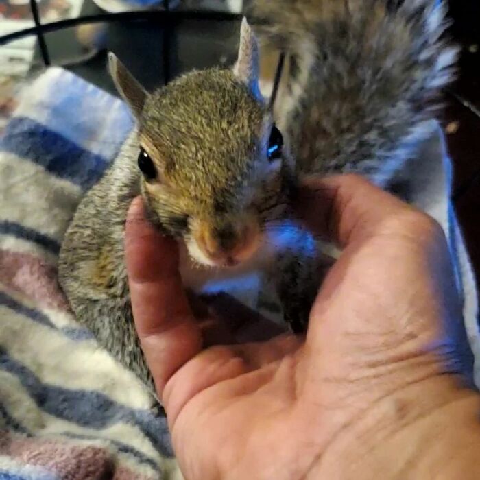 Baby Squirrel Chose This Man Instead Of Wilderness After Being Rejected By Her Mother, And The Internet Is Here For It Baby Squirrel Chose This Man Instead Of Wilderness After Being Rejected By Her Mother, And The Internet Is Here For It