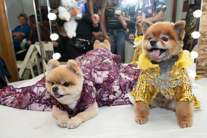 Kutyák és egy macska a divatban átveszik a New York-i divathetet (10 kép)