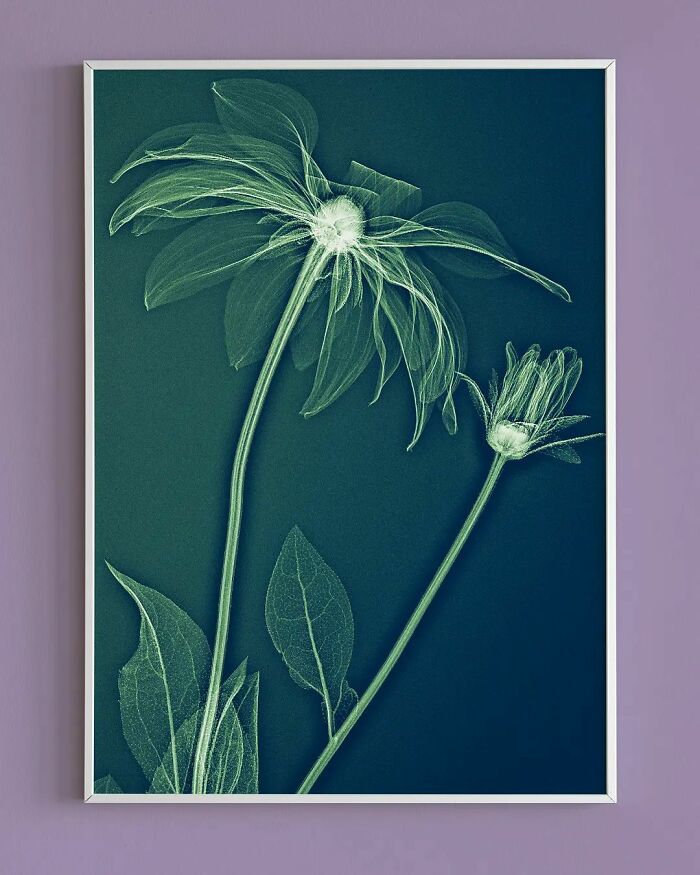 17 Pictures Of Plants That I Took Using X-Ray