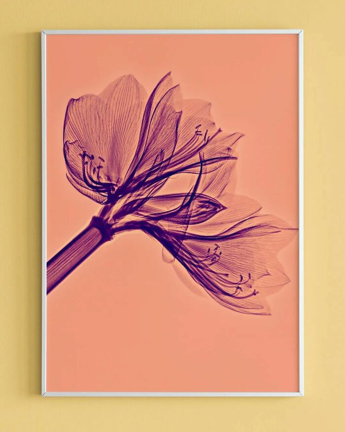 17 Pictures Of Plants That I Took Using X-Ray