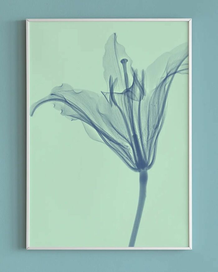 17 Pictures Of Plants That I Took Using X-Ray