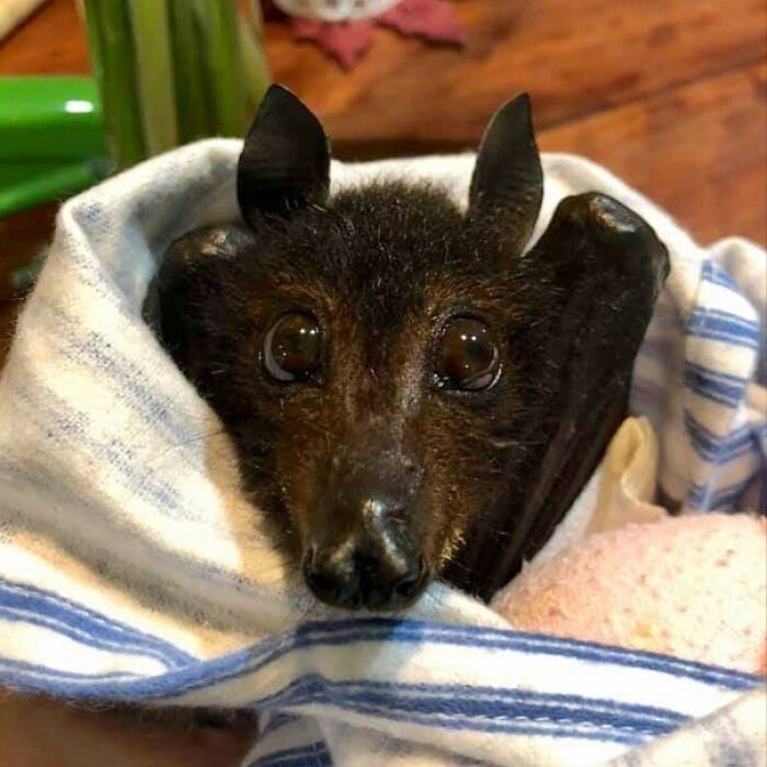 Do I Look Like A Rabbit?