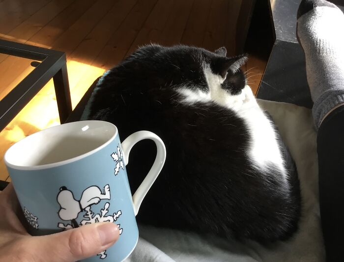 I‘M Having A Cup Of Coffee With My „brandnew“ Rescue Cat Winnie. It‘S The First Time She Was Brave Enough To Jump On The Sofa, So I Can‘T Leave Her Now. 🙂