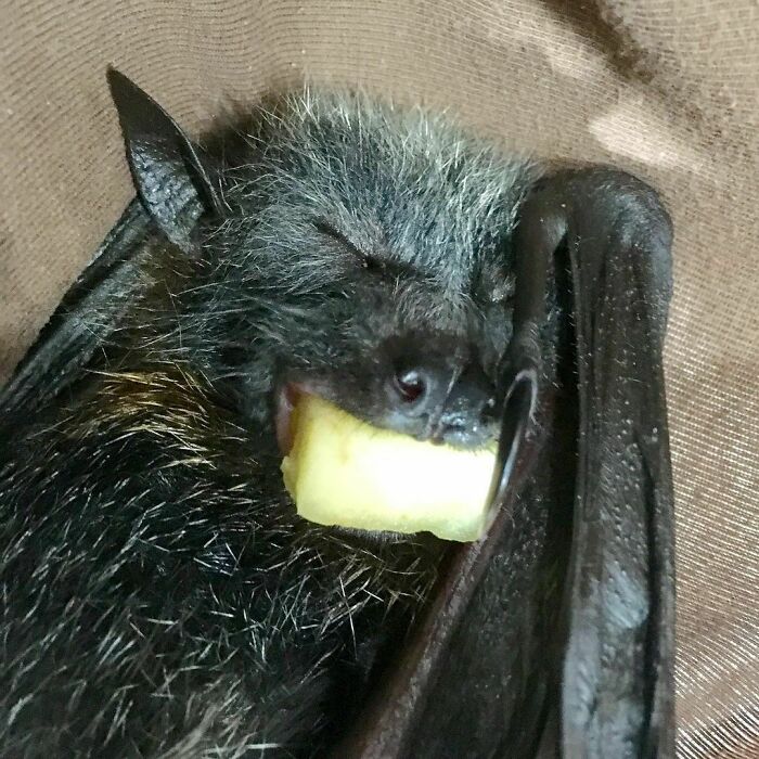 Dreaming Of Juicy Apple Pieces