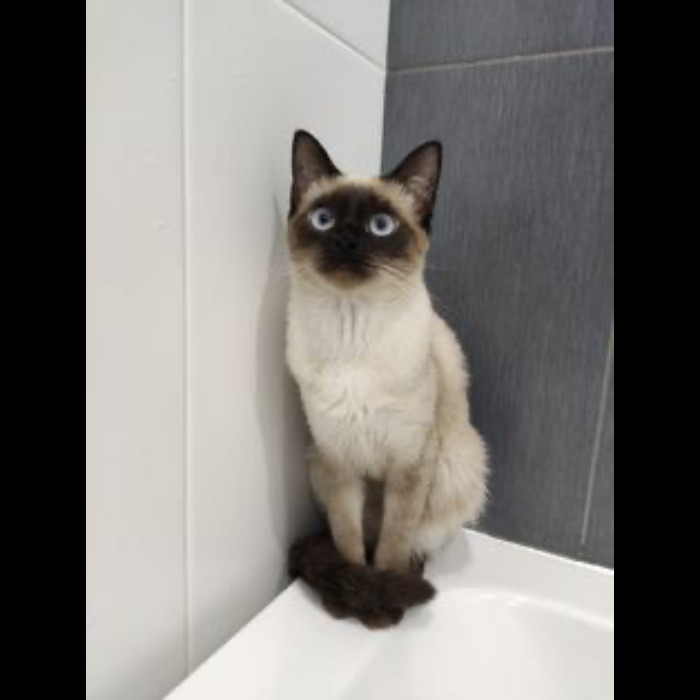 If Your Feeling Down, Here&rsquo;s 14 Pictures Of My Cat.