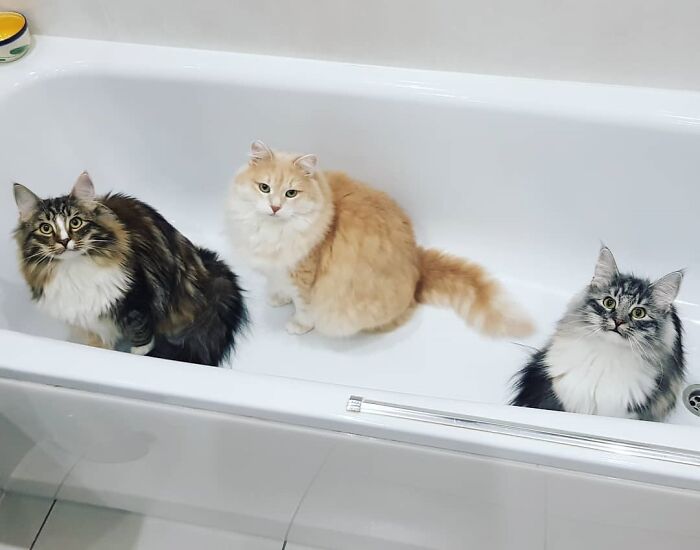 They Saw A Spider In The Bath!