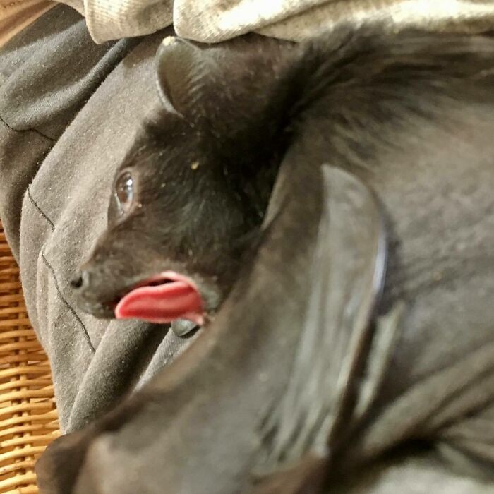 Lazy Saturday Snoozing With A Big Yawn