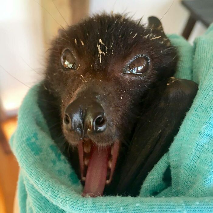 Nothing Like A Fruit Party To Set Things Right