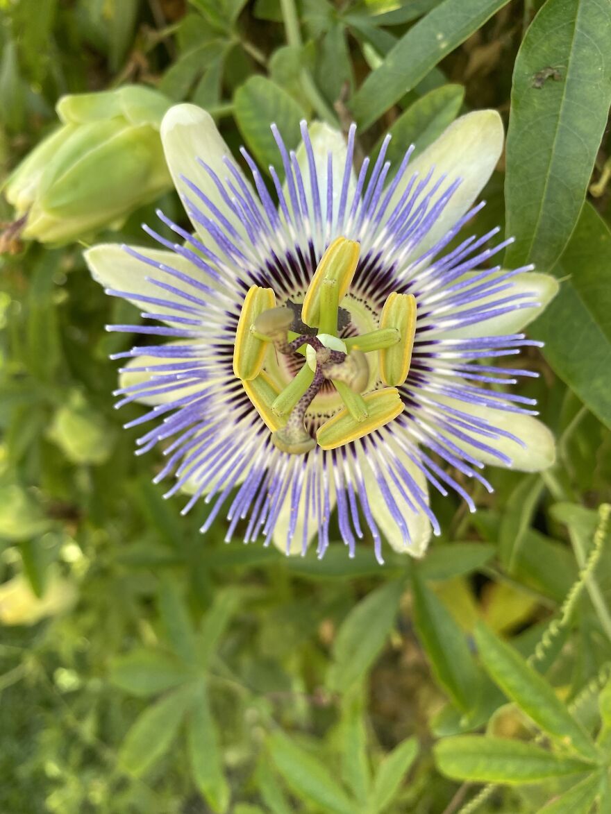 The Blooms Are Beautiful And Show Up All Summer