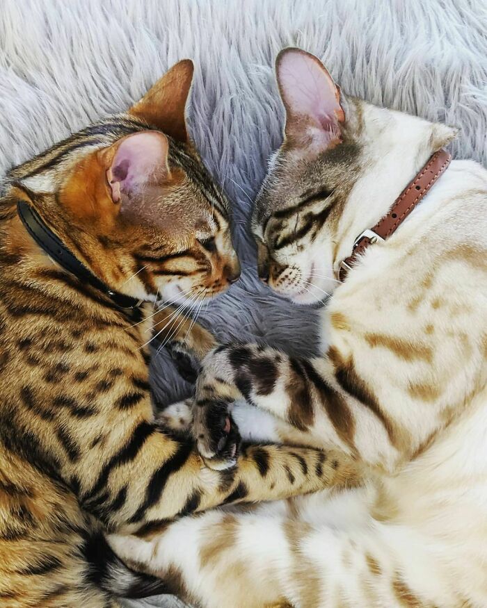 Pickles & Chip The Bengals