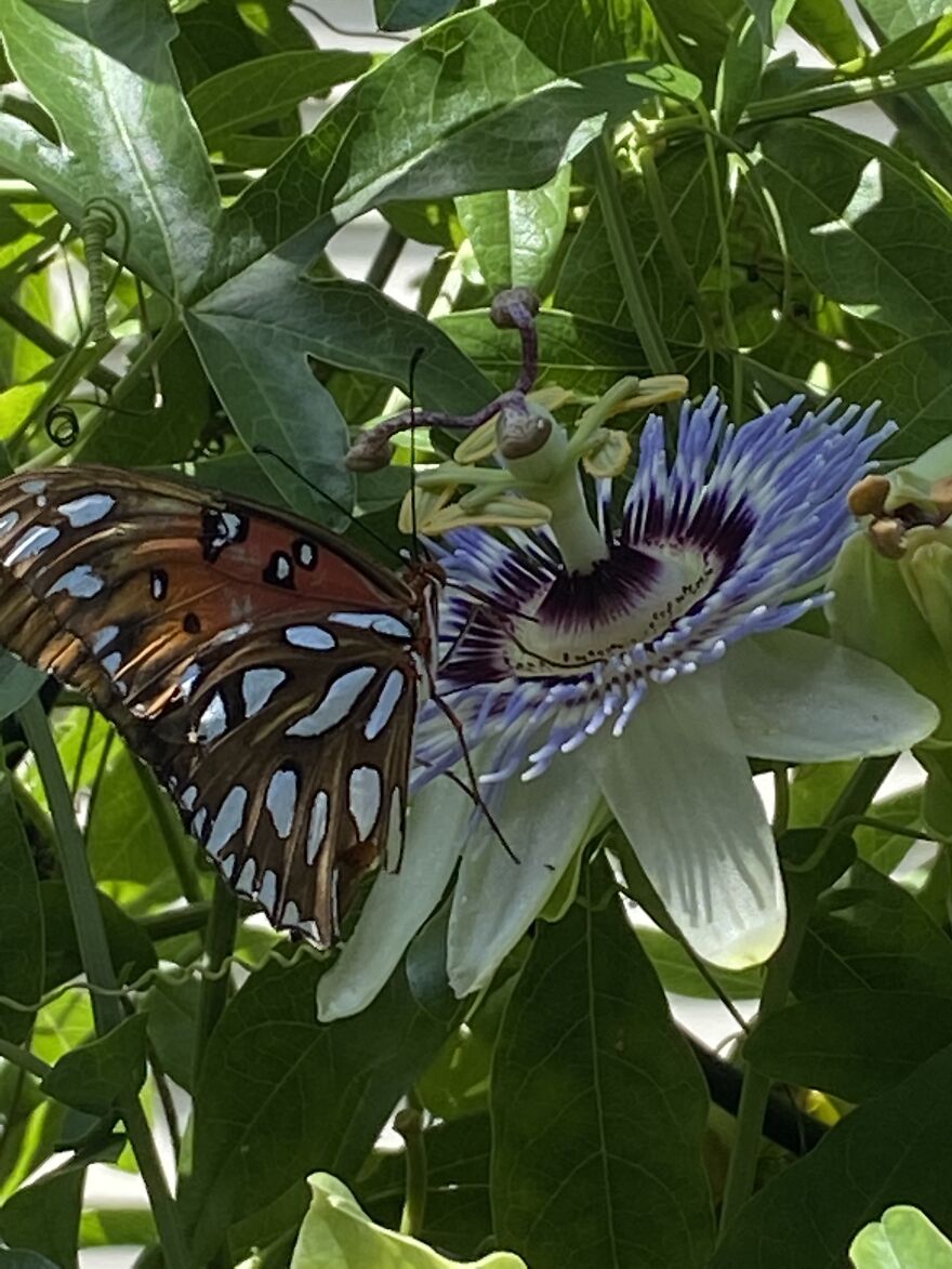 Then The Butterflies Came Back To Eat…