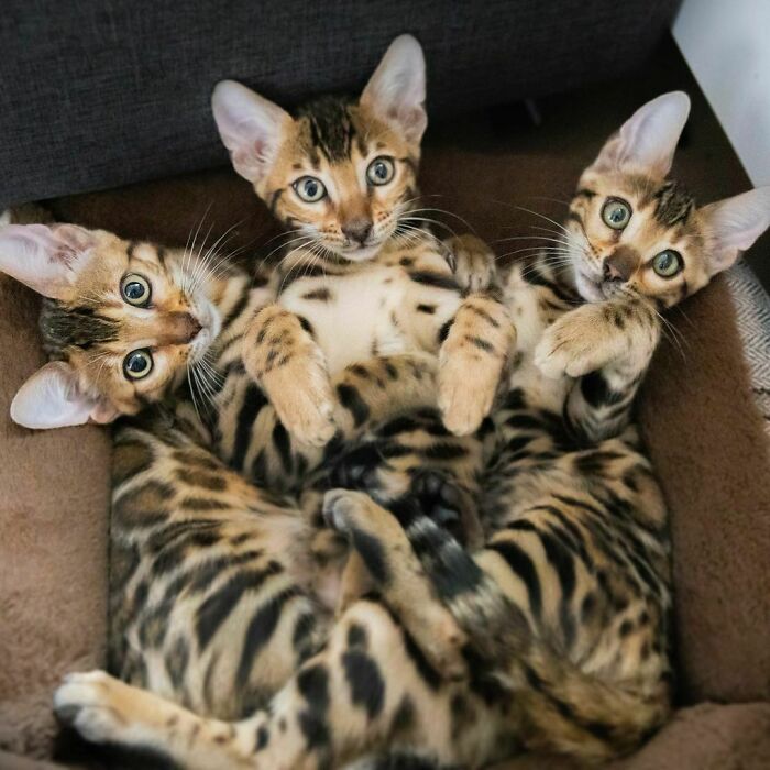 Cute Bengal Kittens