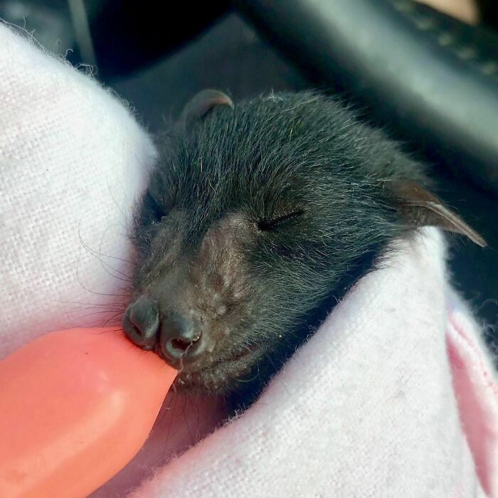One Of Our Little Orphans All Snuggled After Being Rescued