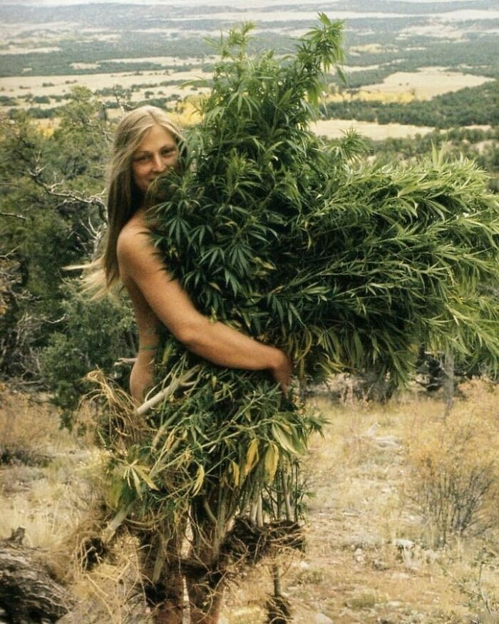 Naked woman holding multiple cannabis plants in her hands 