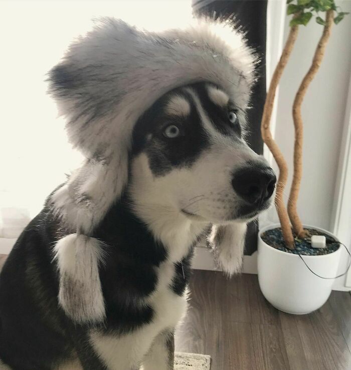 The Outside Temperature Is Now -31 C. So I Think That's Fluffy Enough To Protect My Cute Little Head In Case If I Go For A Walk 