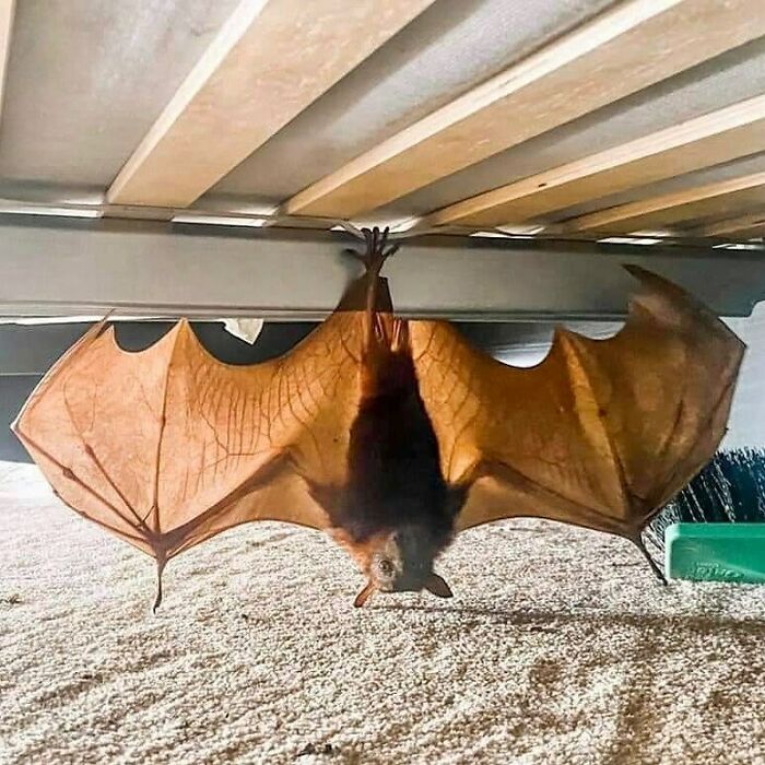 I'm Batman In (Cristian Bale) Voice