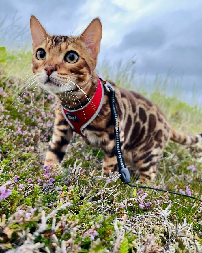 Bengal Kitten From Iceland