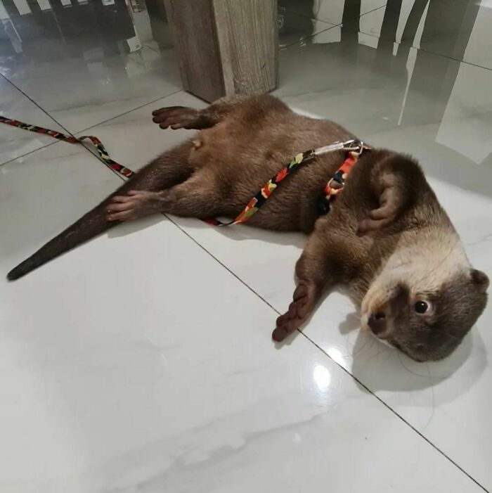 Playing Dead During The Leash Training