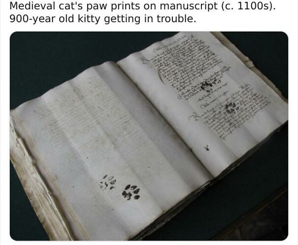 Cat-Paw-Prints-63223730b9d29.jpg