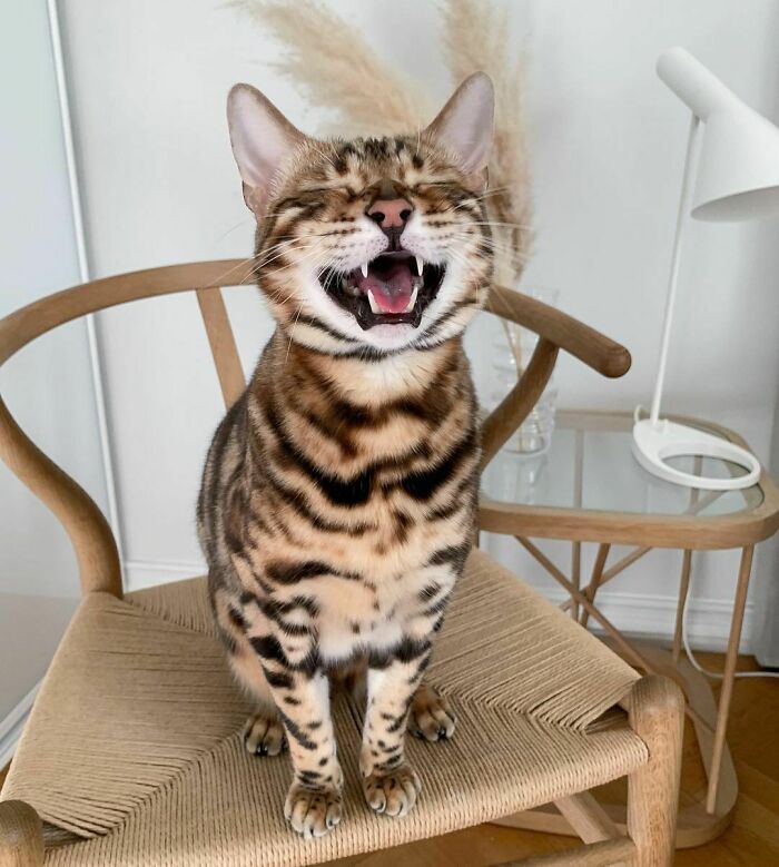Bengal Cat Sylvester