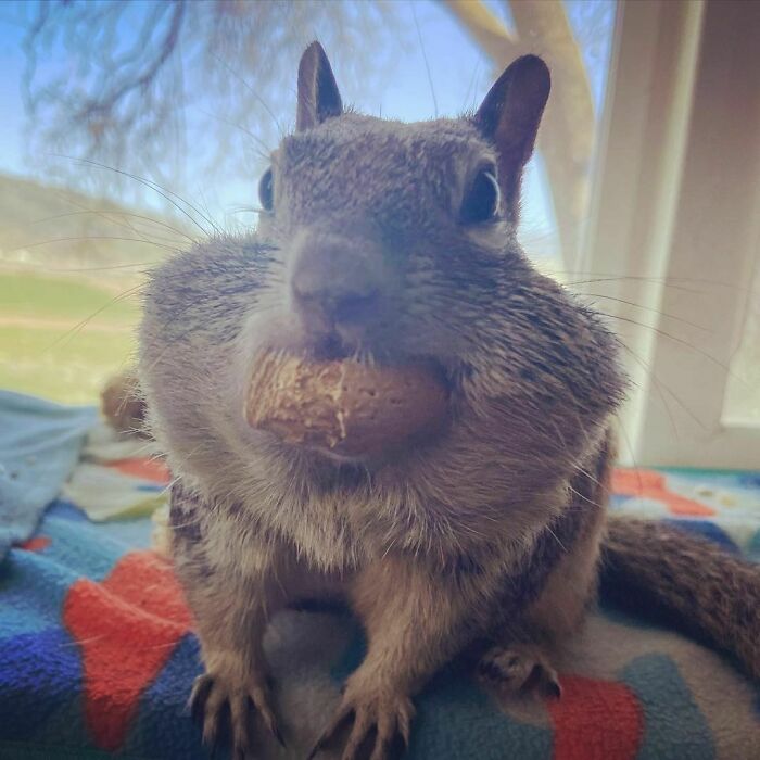 A squirrel with cheeks full of food