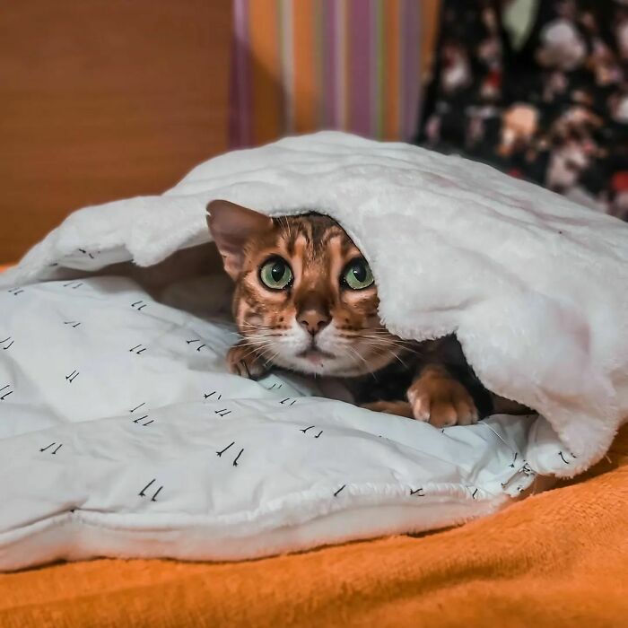 A Bengal Kitten From Mariupol Now Living In Poland