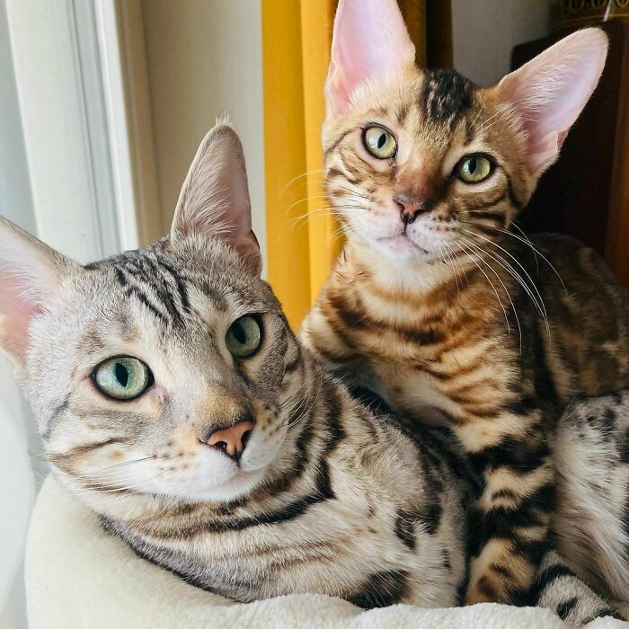 Bengal Cats Baku & Yuki