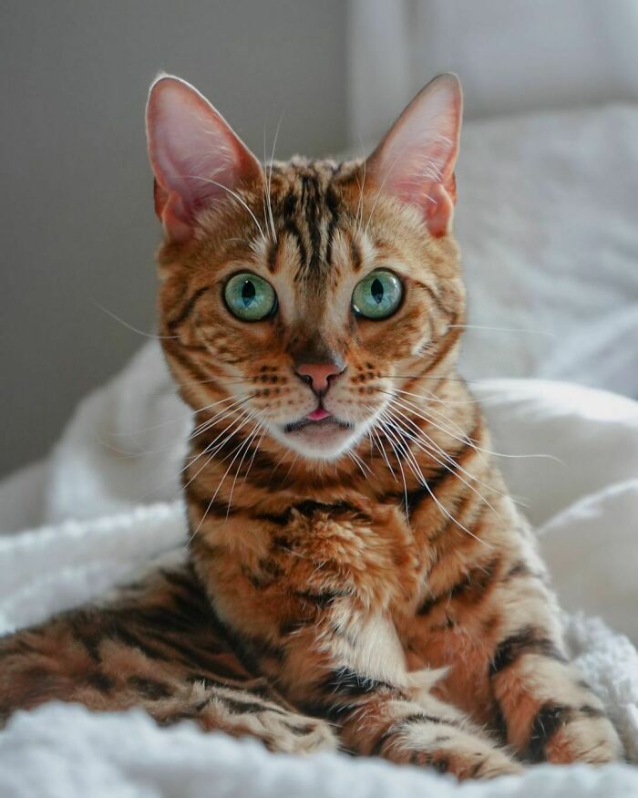 Bengal Cat Named Mira