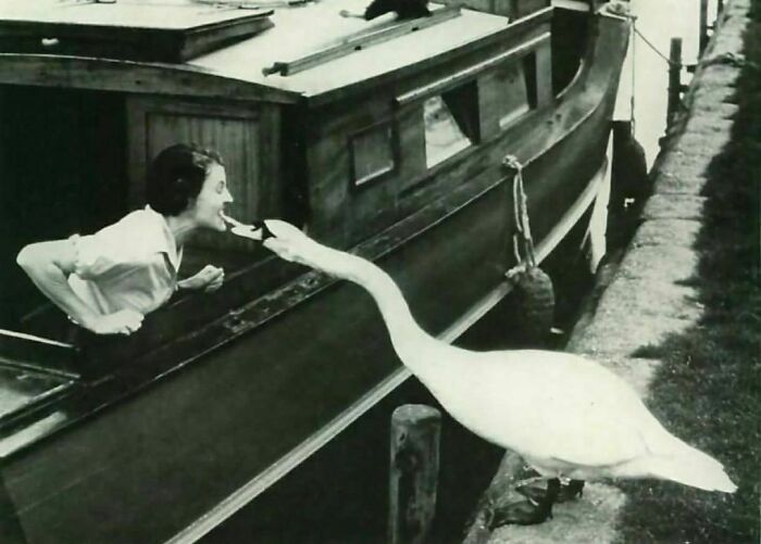 El cisne del Támesis comparte un bocadillo, 1958