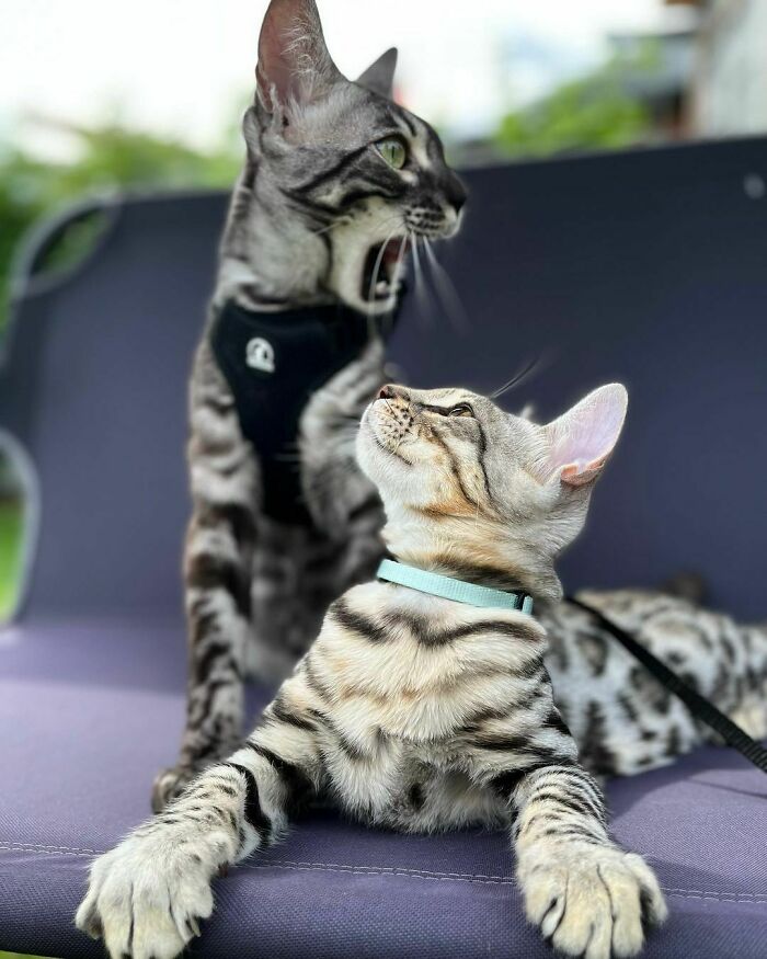 Milo & Mika The Bengals