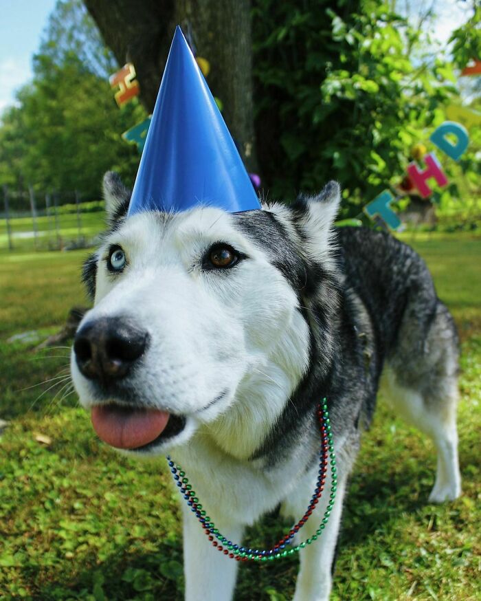 Happy Fourth Birthday, Atlas. You Deserve All The Bones In The World