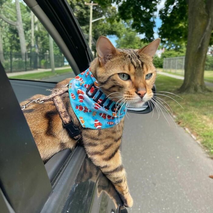 Ollie Powers - Spoiled Bengal Cat In The Upper East Side
