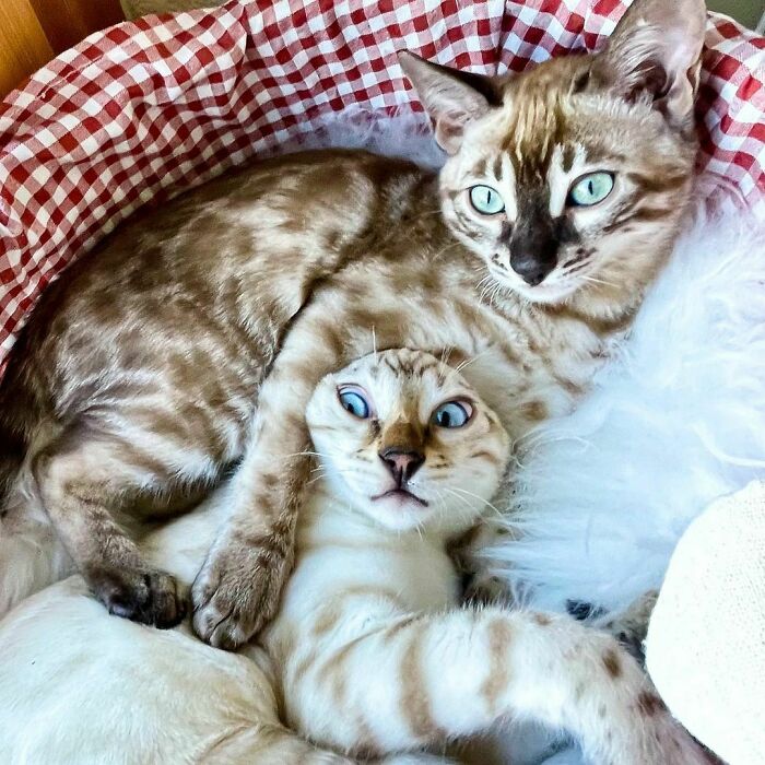 Cute Bengal Cats