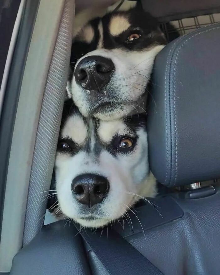 Dogs In The Car