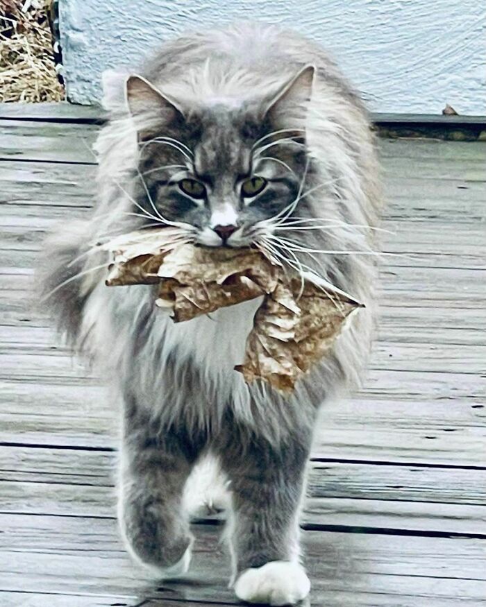 Liam Lillegrå Catches Leaves And Not Mouses