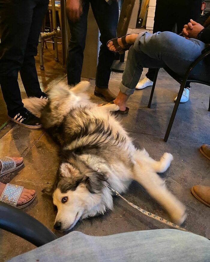 I’m Just Going To Lay Here Tell All The People Pet Me